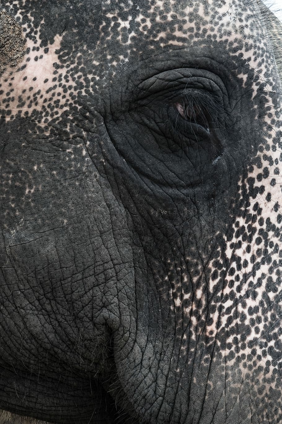 black and white elephant, white and black elephant, eye, close up HD wallpaper