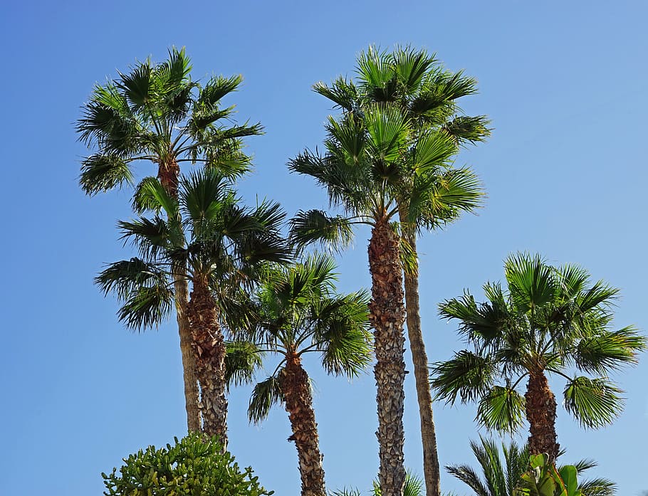 palm trees, sky, blue, plant, tropical climate, clear sky, low angle view HD wallpaper