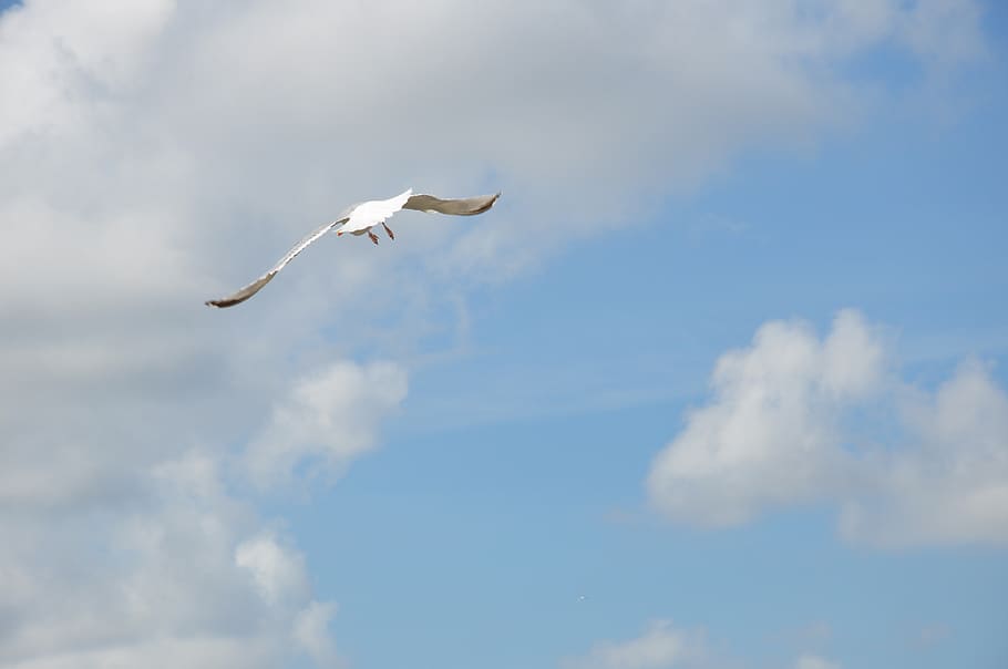 flight, sky, air, nature, wing, flying, animal themes, bird HD wallpaper