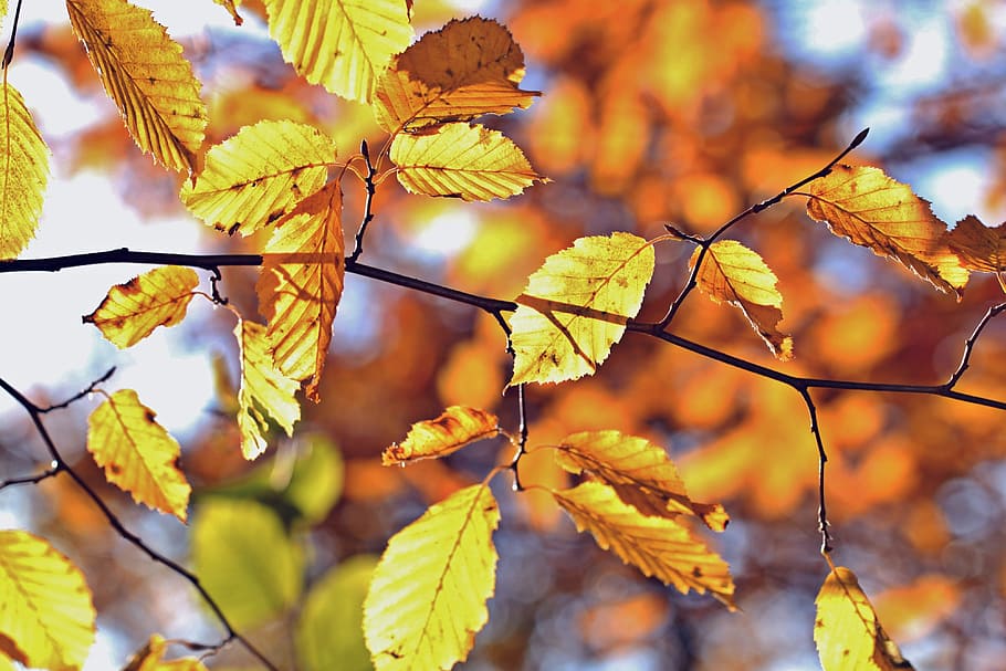 selective focus photography of brown leaf, fall foliage, autumn HD wallpaper