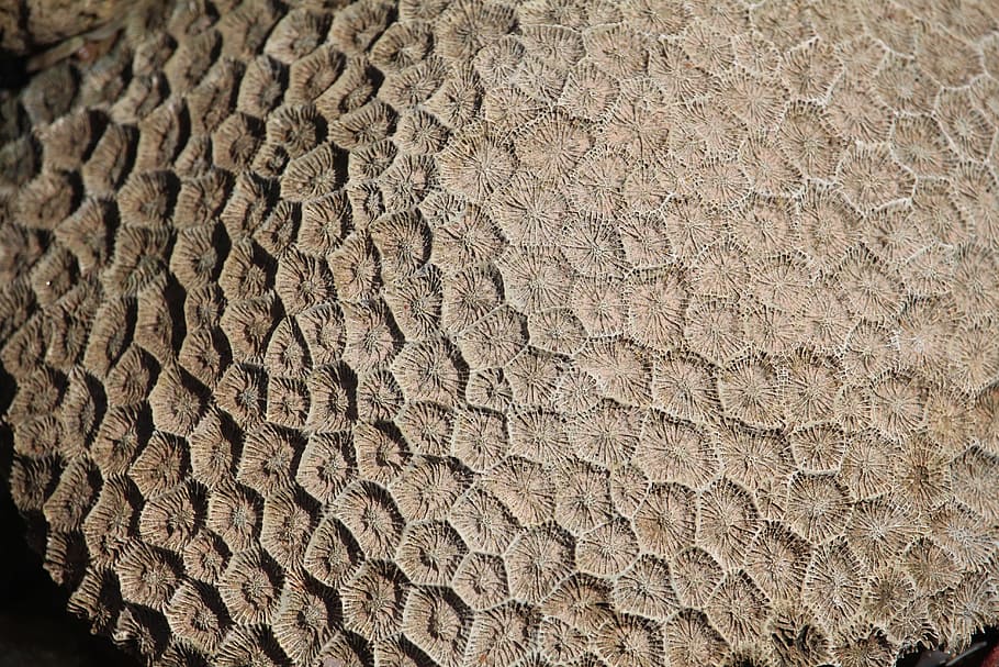 coral, texture, dead, destroyed, pattern, sea, design, nature HD wallpaper