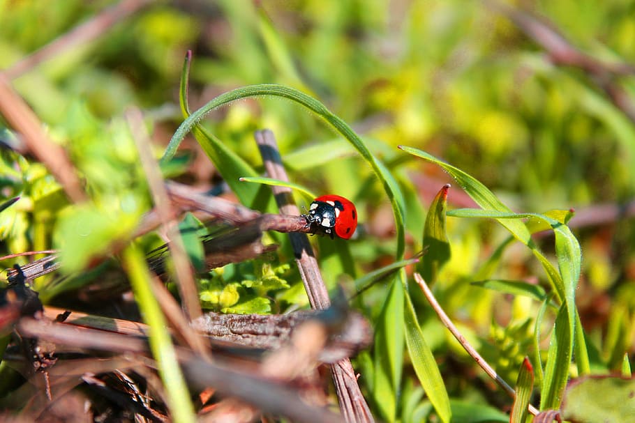 lady bug, insect, plant, animal themes, animal wildlife, animals in the wild HD wallpaper