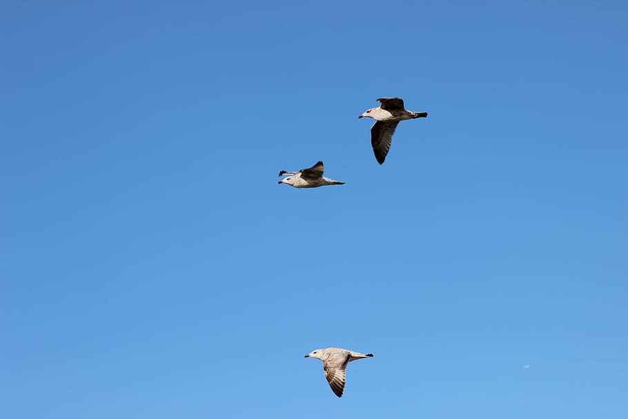 seagulls, bird flight, sky, animal themes, animal wildlife HD wallpaper