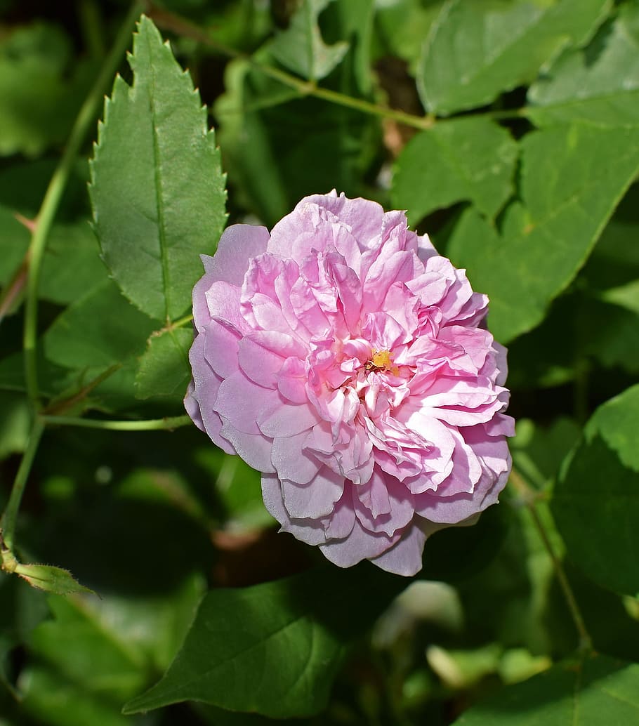 Tea Rose, Small, Pink, Flower, blossom, bloom, garden, colorful HD wallpaper