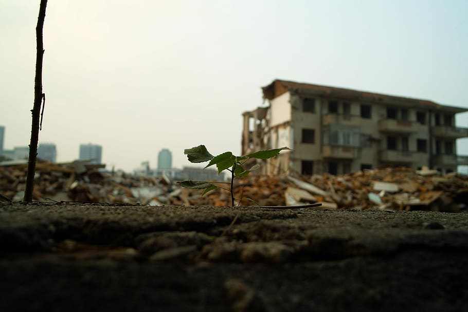 Plant, Leaf, Building, Hope, Destruction, building exterior, HD wallpaper