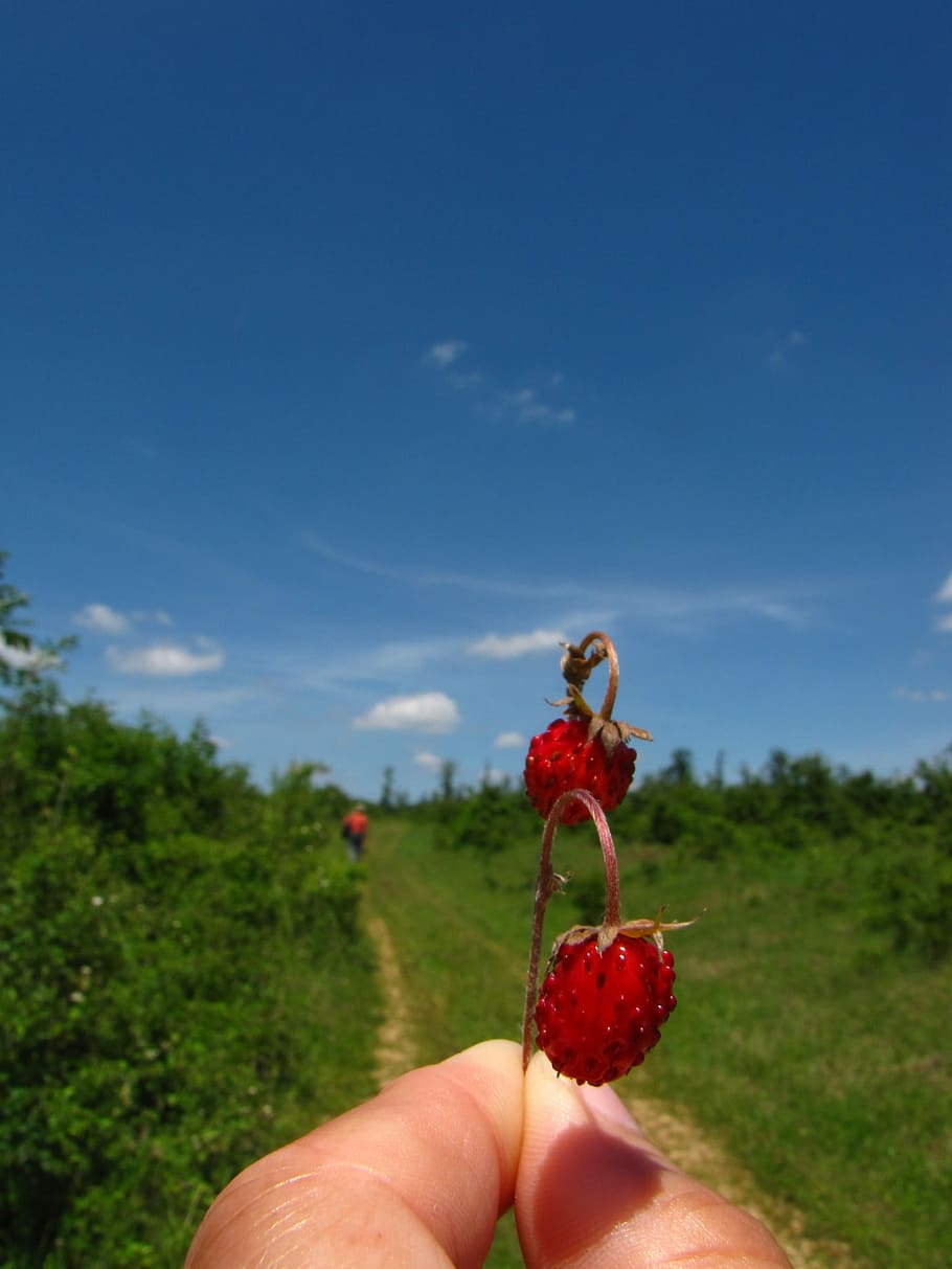 Strawberry, Summer, fruit, red, only women, one person, adults only HD wallpaper