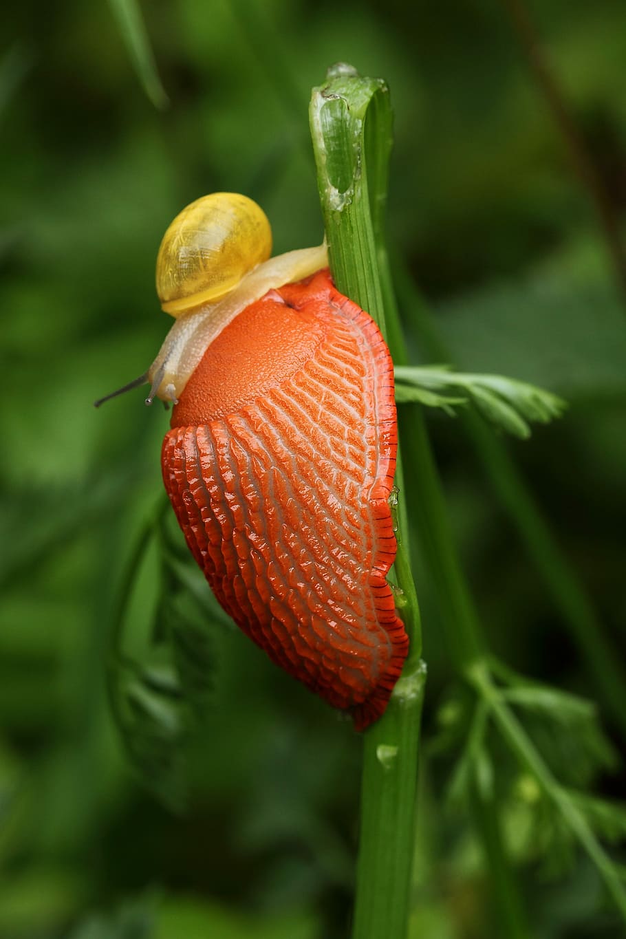 slug, orange, snail, close-up, orange color, plant, focus on foreground HD wallpaper