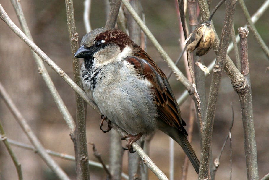 sparrow, tree, birds, vertebrate, animal wildlife, animals in the wild HD wallpaper