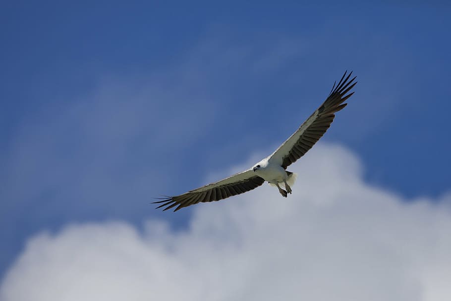 bird, white-bellied sea eagle, flight, indonesia, halmahera, HD wallpaper