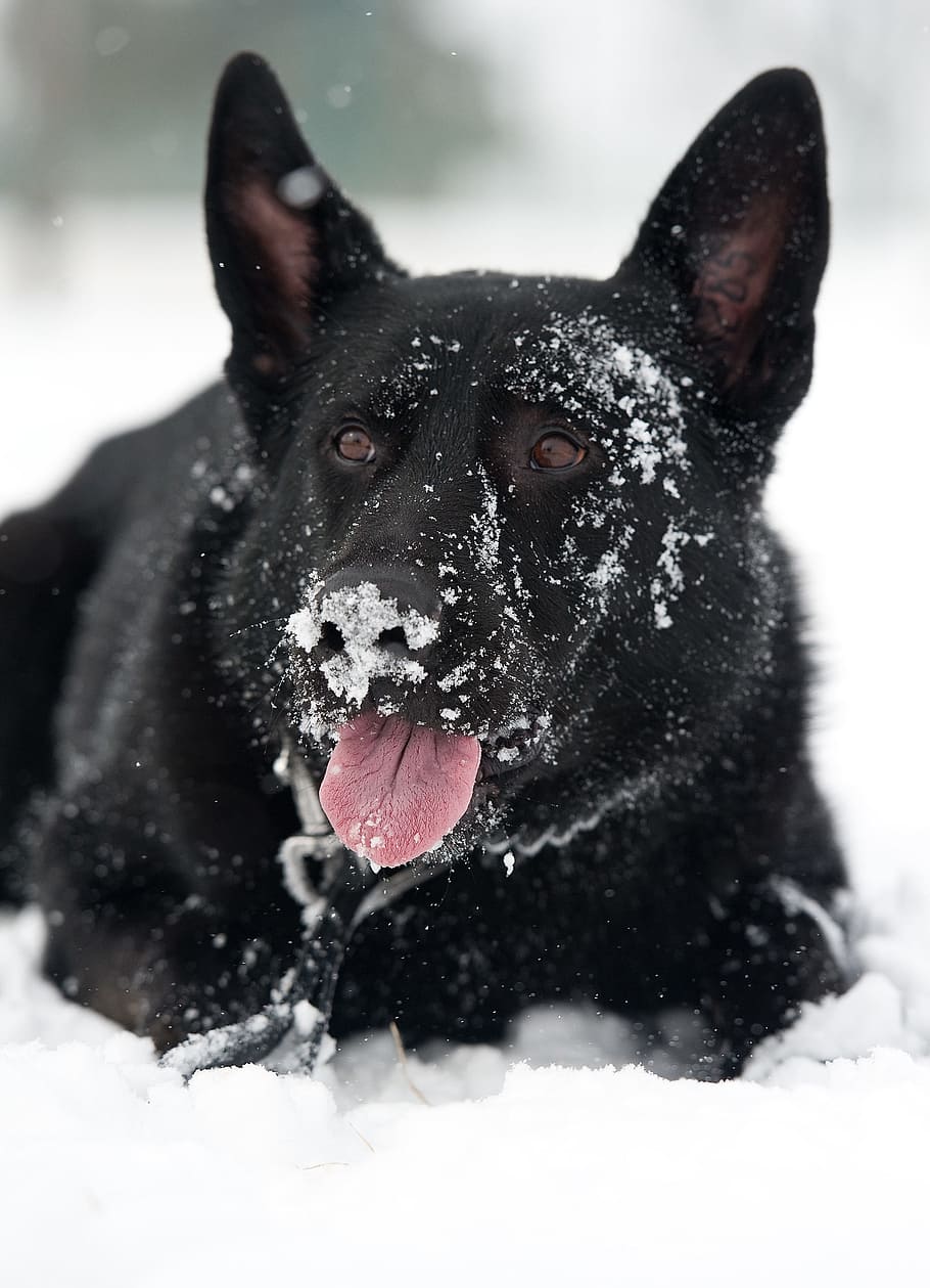 HD wallpaper: dog, german shepherd, snow, flakes, canine, portrait ...