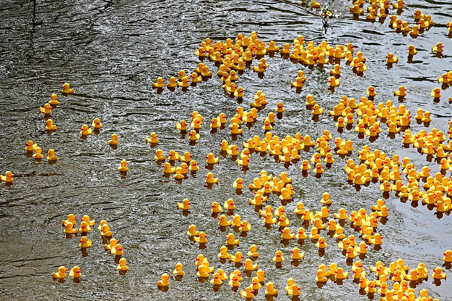 ducks on body of water, duck meet, rubber ducks, plastic ducks HD wallpaper