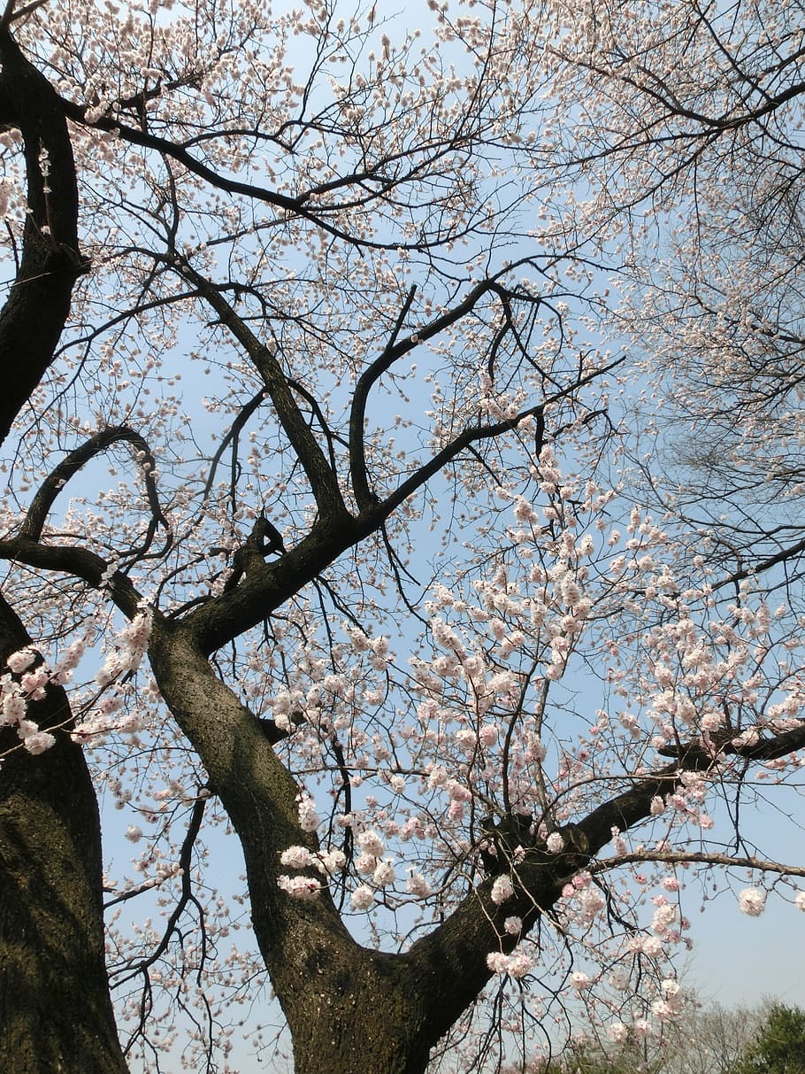 cherry blossoms, background, flowers, tree, branch, plant, low angle view HD wallpaper
