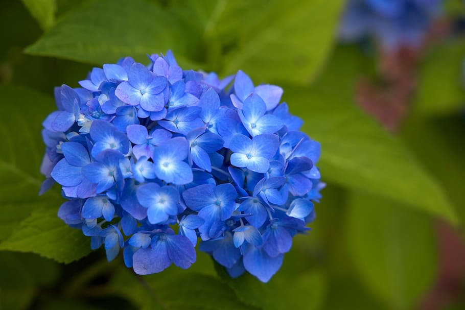 flowers, flowering plant, blue, beauty in nature, vulnerability HD wallpaper