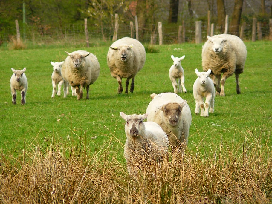 herd of sheeps, Sheep, Wool, Animal, Head, Fur, Soft, group HD wallpaper