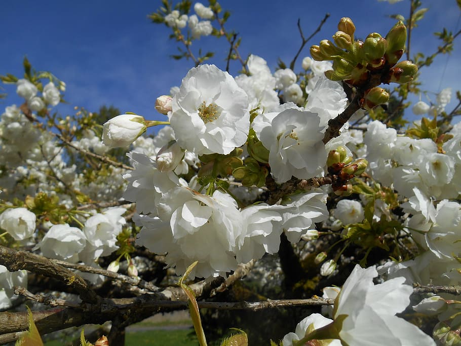 cherry, tree, blossoms, white flowers, spring, flowering plant HD wallpaper