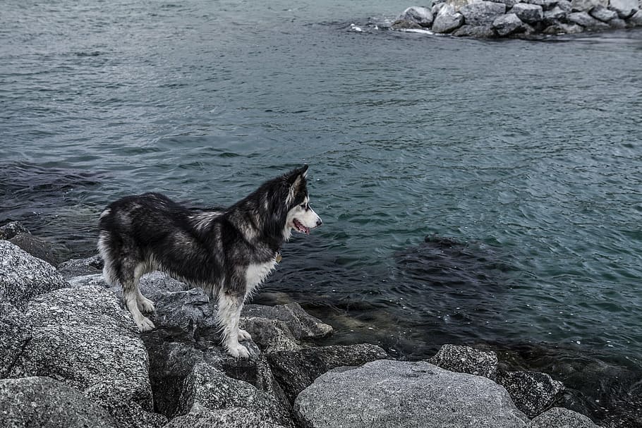 Siberian husky standing near body of water, sea, rocks, dog, pet
