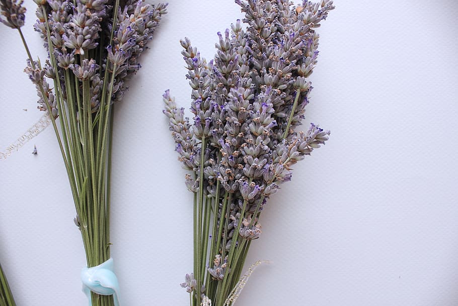 lavender flowers, plants, herbs, aromatherapy, bloom, nature HD wallpaper