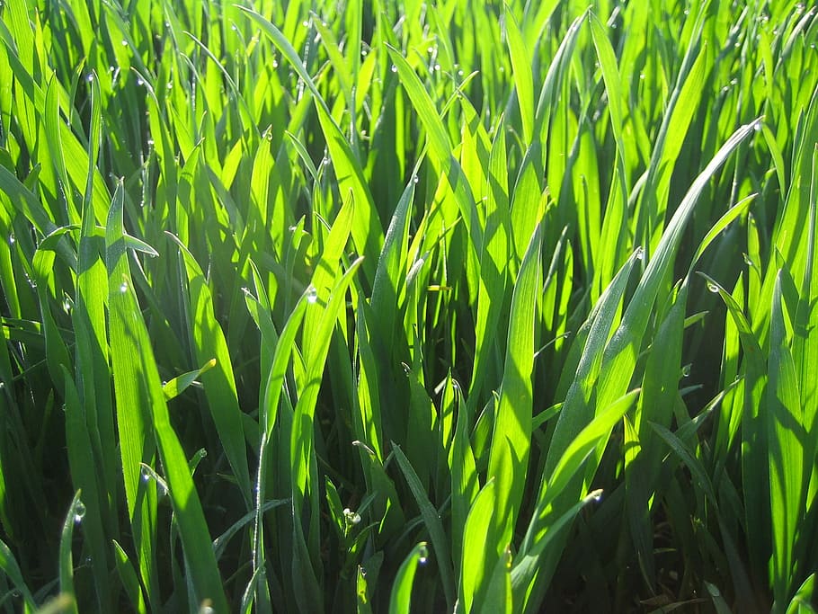 Grass, Back Light, Flora, nature, green Color, plant, agriculture HD wallpaper