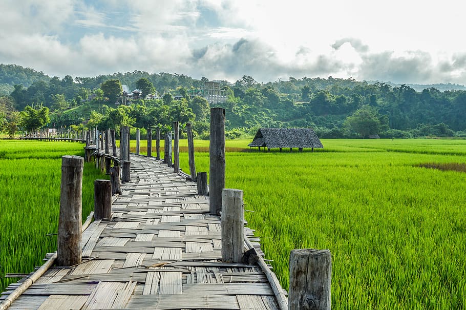brown wooden dock in the middle of green field, black, gray, walkway