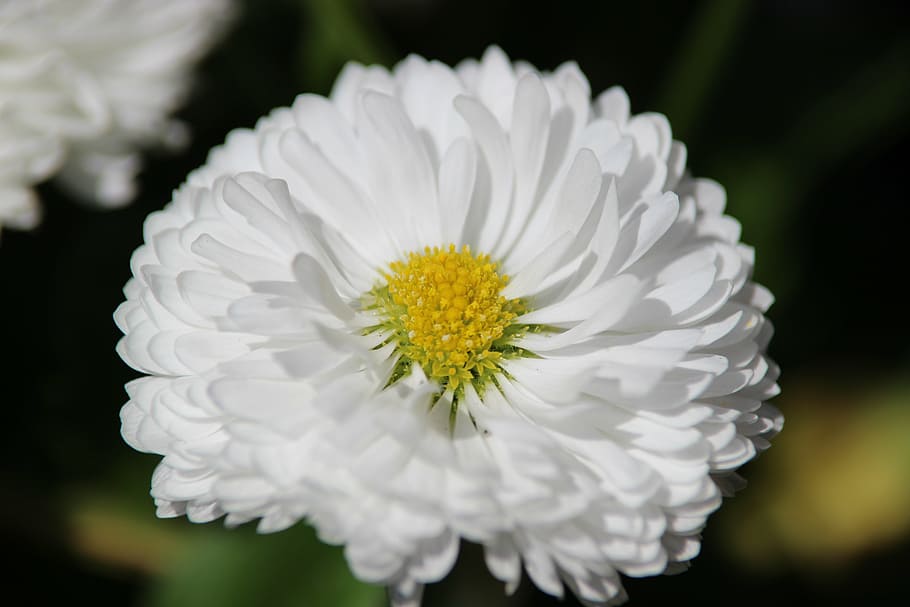 spring, flower, bloom, blossom, white, nature, flowering plant HD wallpaper