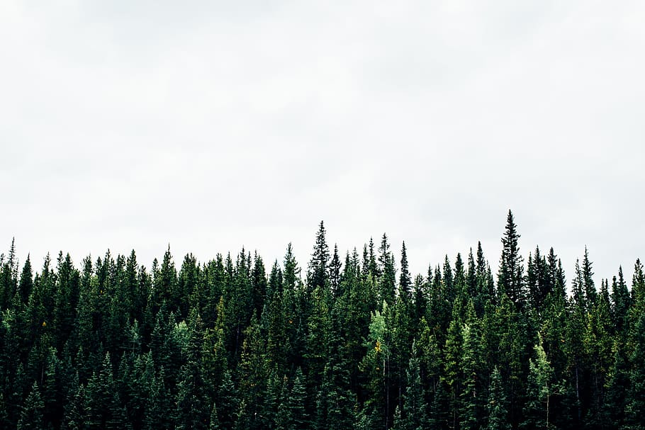 green plants with white background, green pine trees field under white cloudy sky HD wallpaper