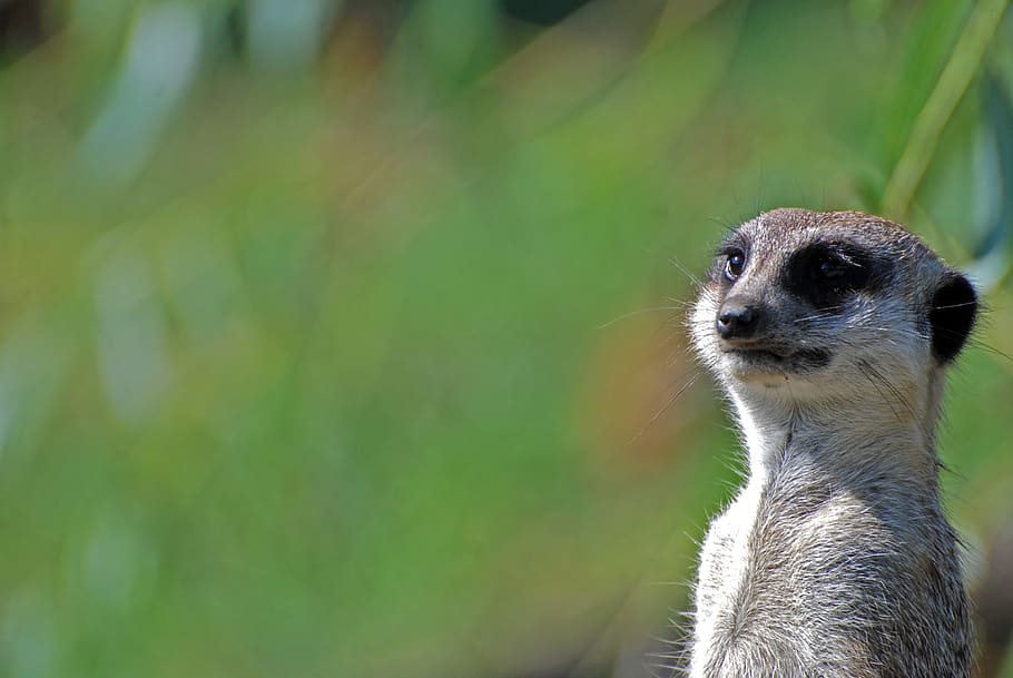 meerkats, animals, rest, wildlife, mammal, africa, nature, mongoose HD wallpaper