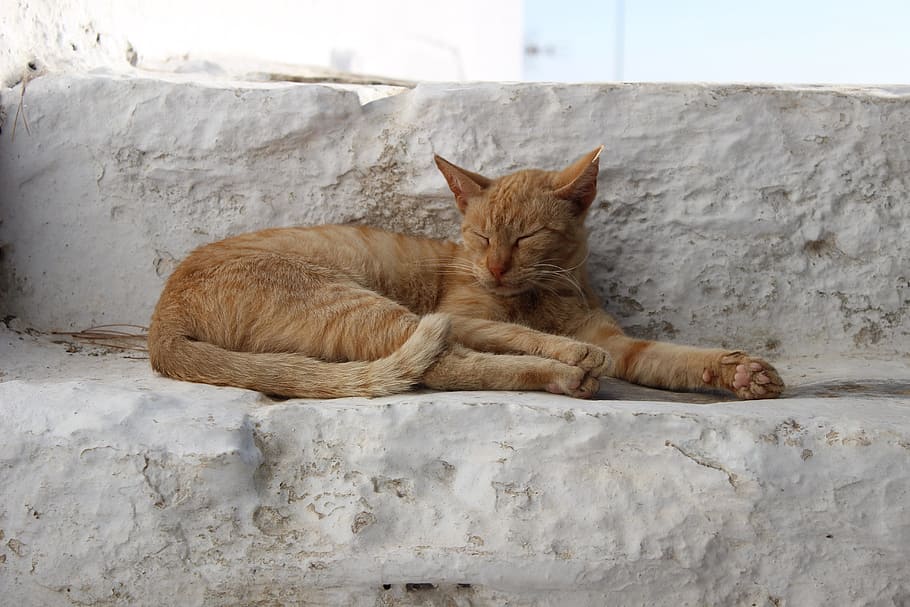 cat, kitten, kitty, pet, domestic, pets, mammal, domestic animals HD wallpaper
