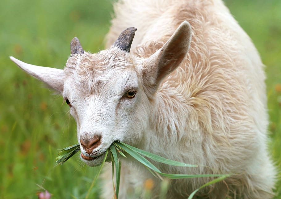 white goat eating grass, lamb, little, farm, village, meadow HD wallpaper