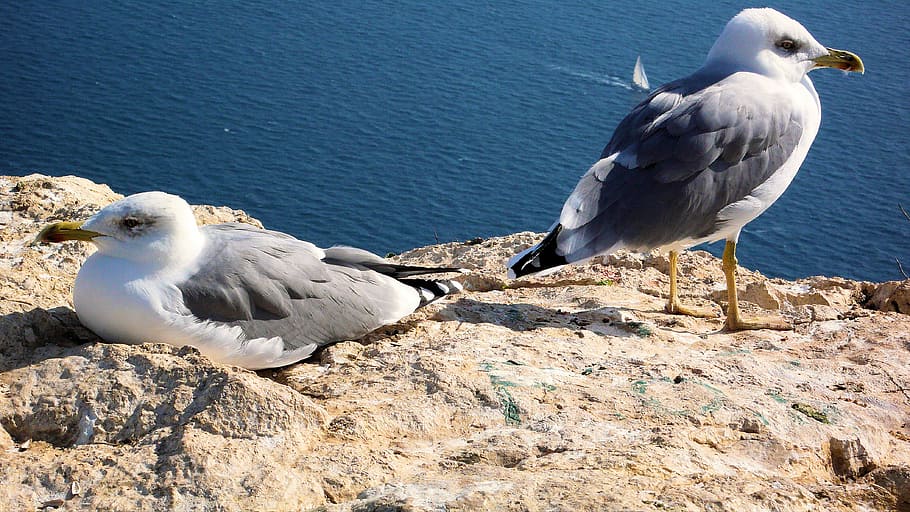 Calpe, Spain, mövenfelsen, seagull, bird, animal, nature, animals And Pets HD wallpaper