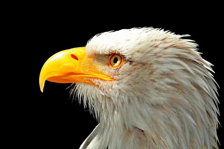 whit eagle illustration, adler, bald eagle, raptor, bird, bird of prey, HD wallpaper