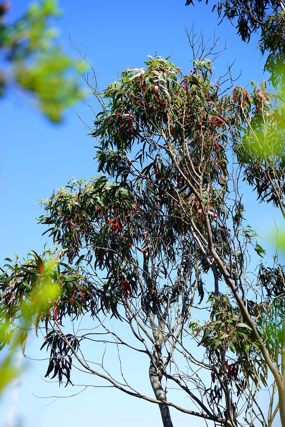 Eucalyptus, Tree, Fever Tree, Leaves, nature, branch, leaf HD wallpaper