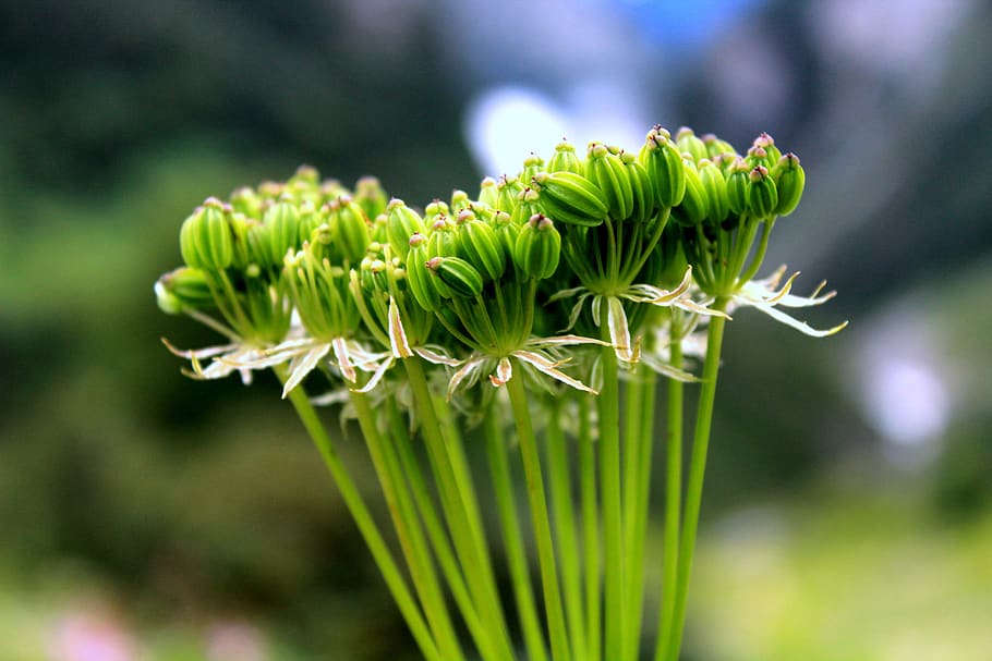 flower, nature, green, plant, green color, freshness, growth HD wallpaper