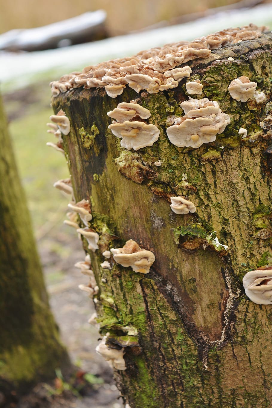 Tree, Nature, Mushroom, focus on foreground, wood - material HD wallpaper