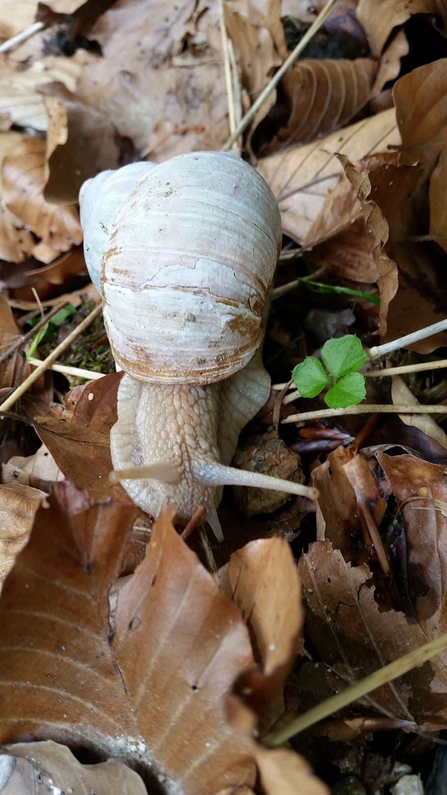 snail, leaf, nature, leaves, shell, life, animal, grass, חילזון HD wallpaper