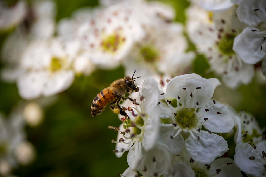 bee, flora, nature, garden, blossom, animal, flower, invertebrate HD wallpaper