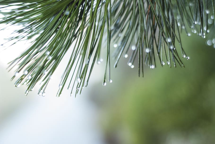 raindrop, wet, cold, drip, run off, droplets, water, leaves HD wallpaper