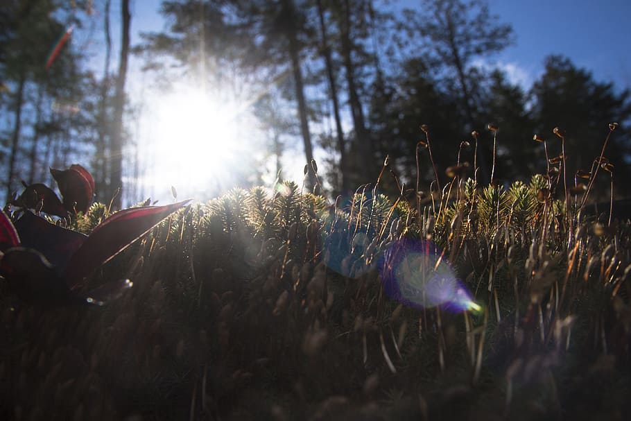 sun, forest, wood, plant, sunlight, nature, sunbeam, sky, lens flare HD wallpaper