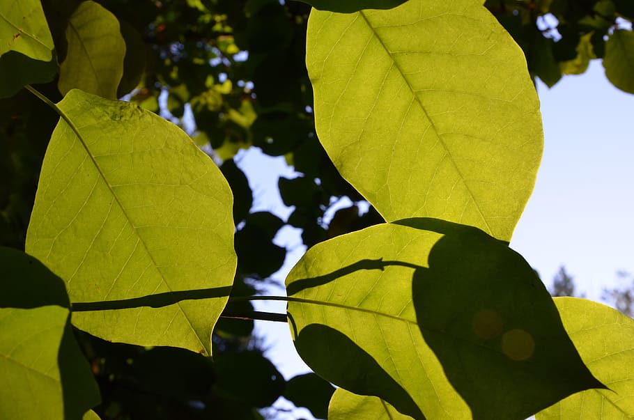 leaves, sun, trees, green leaf, light, plant part, nature, green color HD wallpaper