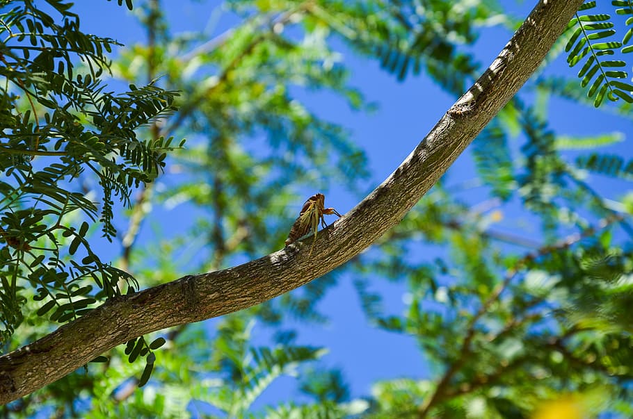yellow and black insect on brown tree branch during daytime HD wallpaper