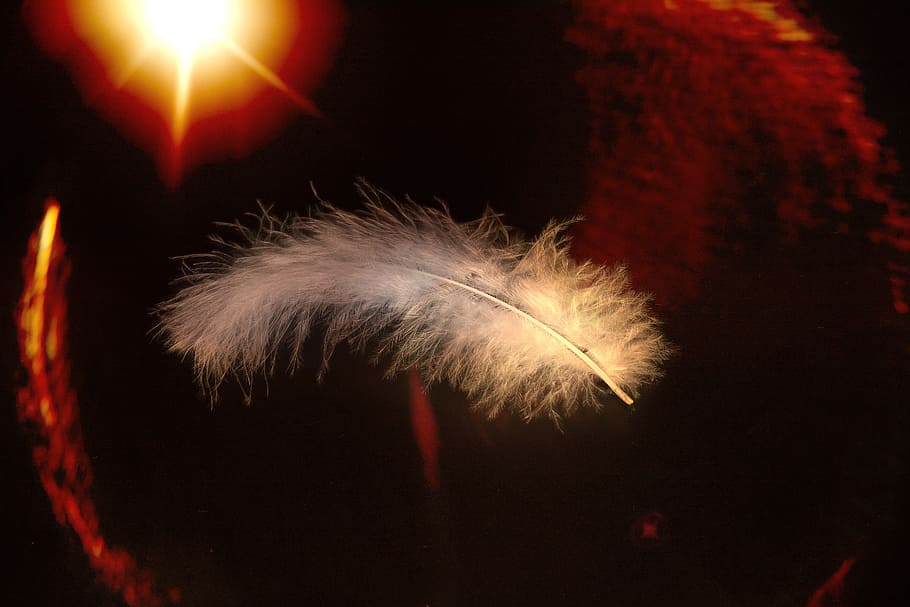 feather, slightly, schwerlos, float, space, animal springs HD wallpaper