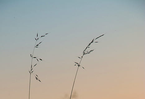 wheat, bush, field, landscape, cereals, golden yellow, airy HD wallpaper