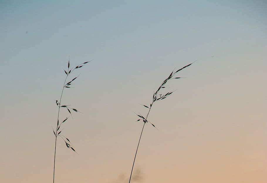 wheat, bush, field, landscape, cereals, golden yellow, airy HD wallpaper