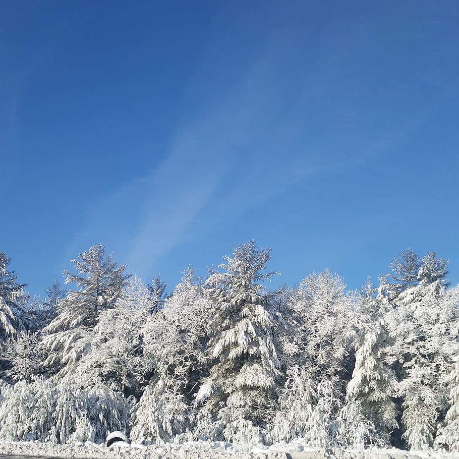 sky, winter, trees, ice, frost, snow, cold temperature, plant HD wallpaper