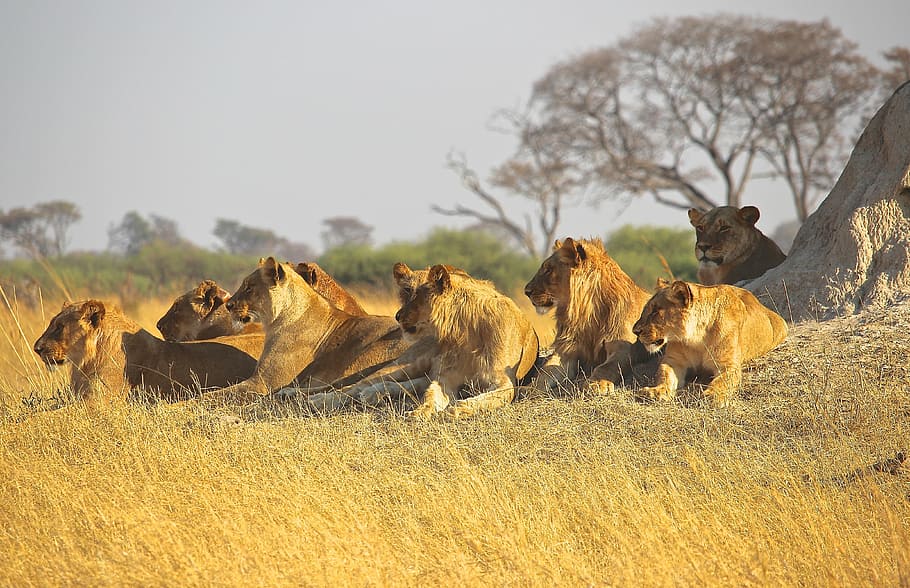 why is a group of lions called a pride A group of lions is called: What is a Group of Lions Called