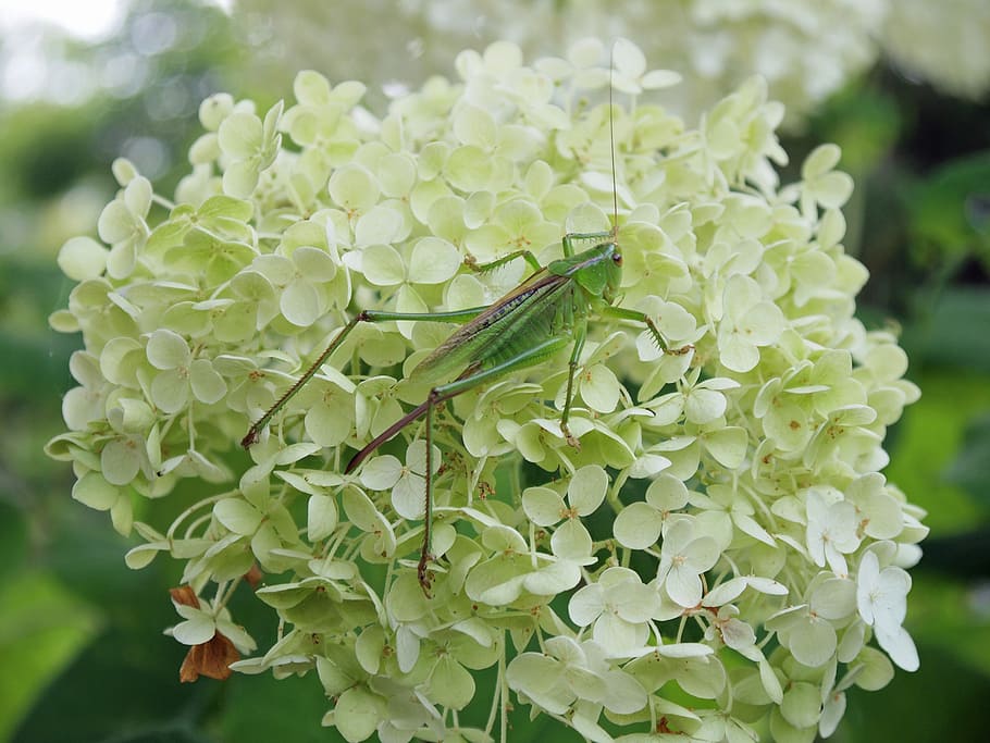grasshopper, insect, summer, refreshing, green color, growth HD wallpaper