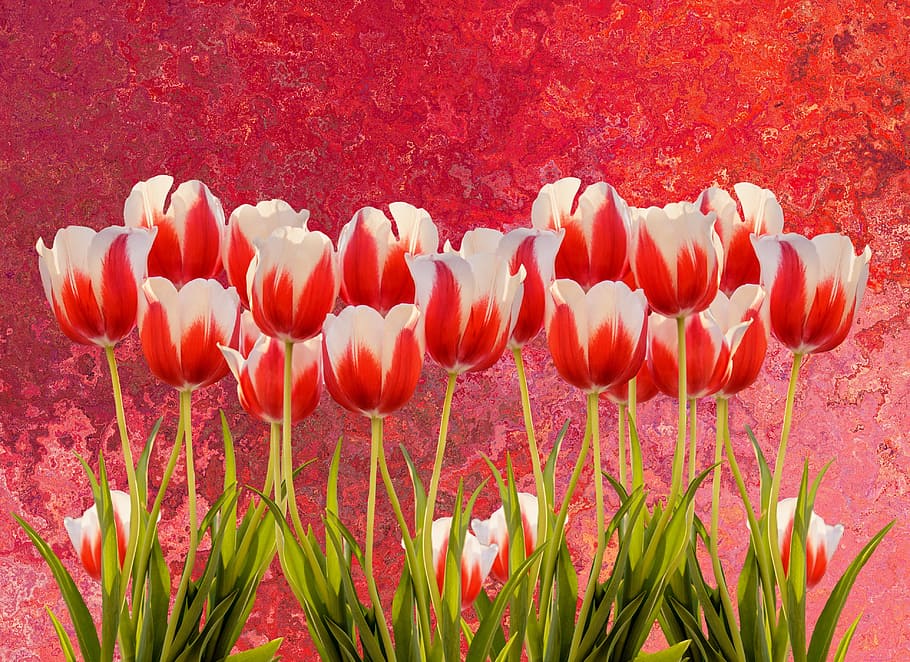tulips, spring, nature, flower, flowers, red, colorful, tulip field HD wallpaper