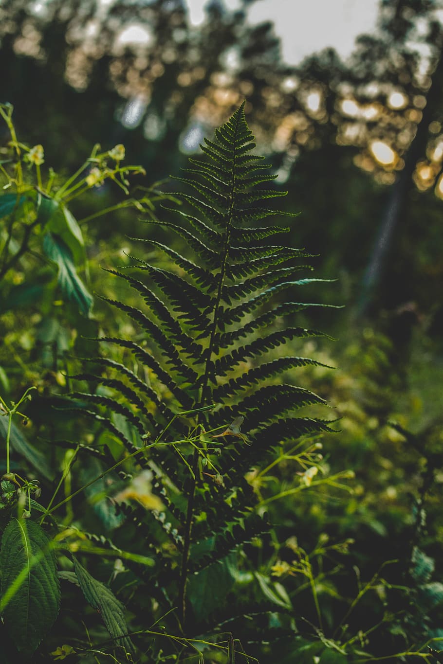 green, forest, leaf, nature, forests, landscape, tree, leaves HD wallpaper