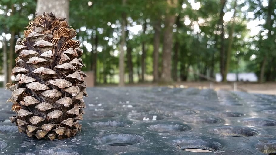 fall, autumn, scene, hero image, season, outdoor, pine cone HD wallpaper