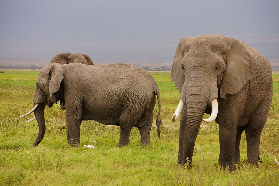 three adult elephants standing on grass field, wild elephants