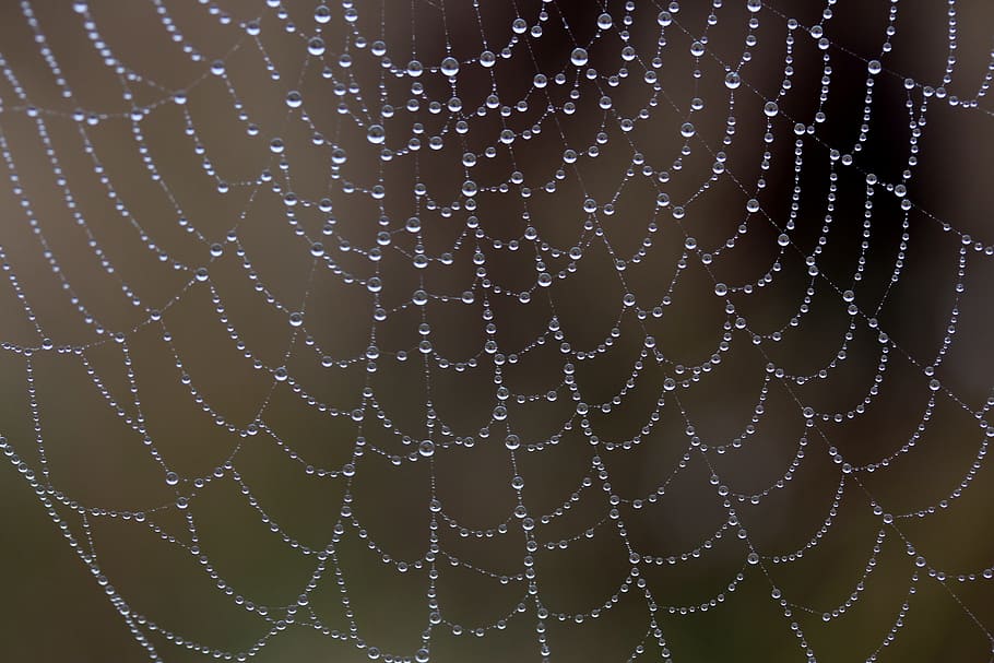 shallow focus lens photography of web, spider web, wet, hooked HD wallpaper